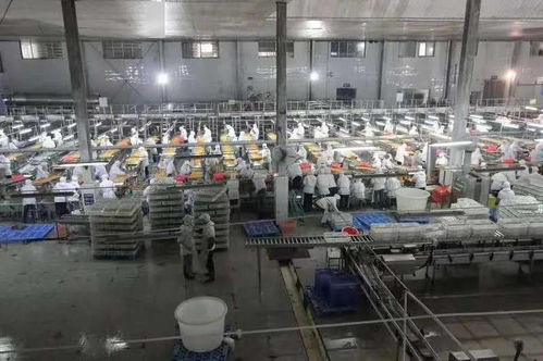 湖北食品廠季節(jié)性員工招聘啟事 共創(chuàng)美味，同繪未來